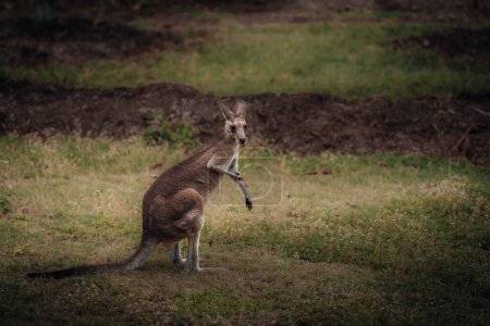 Téléchargez les photos : Kangourou Wallaby se cache dans l'herbe sur la rive du lac. La faune australienne. Queensland. - en image libre de droit
