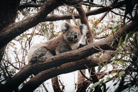 Koala in the wild with gum tree on the Great Ocean Road, Australia. Somewhere near Kennet river. Victoria, Australia