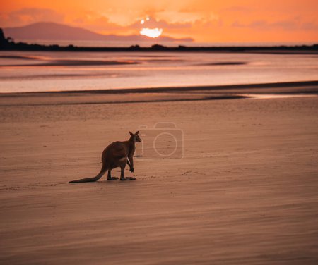 Känguru am Strand bei Sonnenaufgang im Nationalpark Cape Hillsborough, Mackay. Queensland, Australien