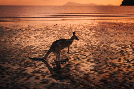 Foto de Canguro en la playa durante el amanecer en el Parque Nacional Cabo Hillsborough, Mackay. Queensland, Australia - Imagen libre de derechos