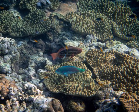 Foto de Fotografía submarina con variedad de peces y coral colorido de gran barrera arrecifal, Queensland, Australia. Concepto de viaje exológico - Imagen libre de derechos