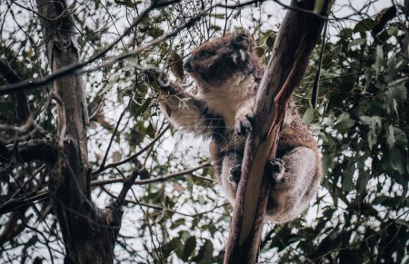 Koala à l'état sauvage avec un chewing-gum sur la Great Ocean Road, Australie. Quelque part près de Kennet River. Victoria, Australie