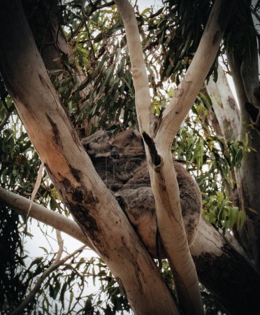 Female victorian koala with joey baby child on her back resting on the smooth bark of a big branch under the leaves of a eucalyptus tree in the Hordern Vale area next to the Great Ocean Road. Victoria