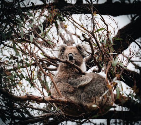 Photo for Female victorian koala with joey baby child on her back resting on the smooth bark of a big branch under the leaves of a eucalyptus tree in the Hordern Vale area next to the Great Ocean Road. Victoria - Royalty Free Image