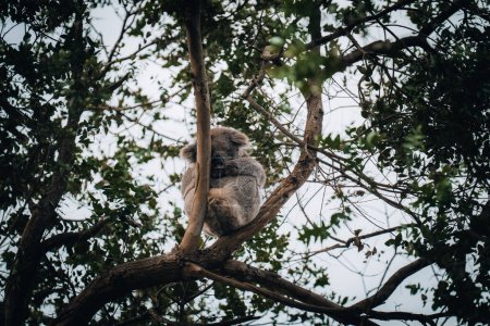 Foto de Koala en estado salvaje con chicle en Great Ocean Road, Australia. En algún lugar cerca del río Kennet. Victoria, Australia - Imagen libre de derechos
