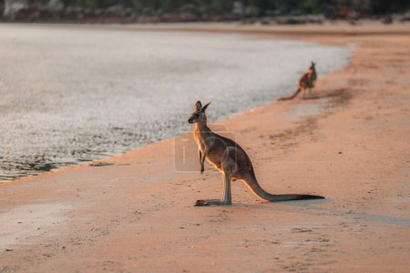 Kangourou à la plage au lever du soleil dans le parc national du cap Hillsborough, Mackay. Queensland, Australie