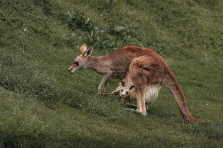 Australian western grey kangaroo with baby joey in pouch, new south wales, australia.