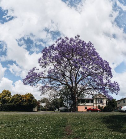 jacaranda tree at full bloom at Grafton kogarah, australia.