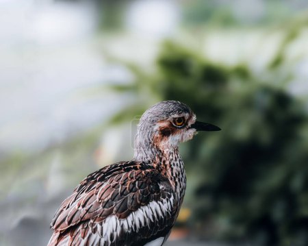 Foto de Bush Stone-Curlew o Bush de rodilla gruesa, también conocido como el pájaro Iben Burhinus grallius con fondo borroso, retrato - Imagen libre de derechos