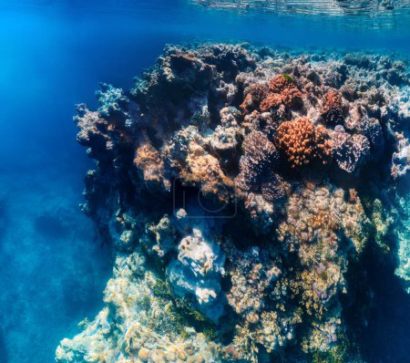 Foto de Arrecife de coral vibrante con cientos de peces de vidrio en el naufragio del barco SS Yongala, Gran Barrera de Coral, Australia
. - Imagen libre de derechos