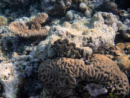 Téléchargez les photos : Beau récif corallien tropical avec des poissons coralliens hauts-fonds ou rouges Anthias. Merveilleux monde sous-marin avec coraux, poissons tropicaux. - en image libre de droit