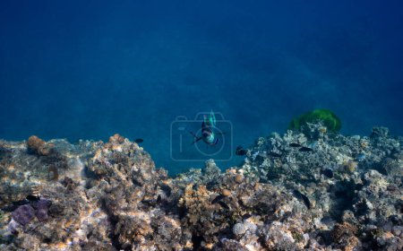 Foto de Captura submarina de un pez loro nadando en un arrecife de coral, Gran Barrera de Coral, Australia - Imagen libre de derechos