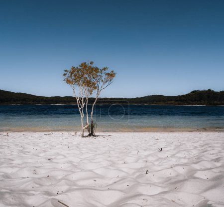 Luftdrohne schoss Lake McKenzie, Fraser Island, Queensland QLD, Australien