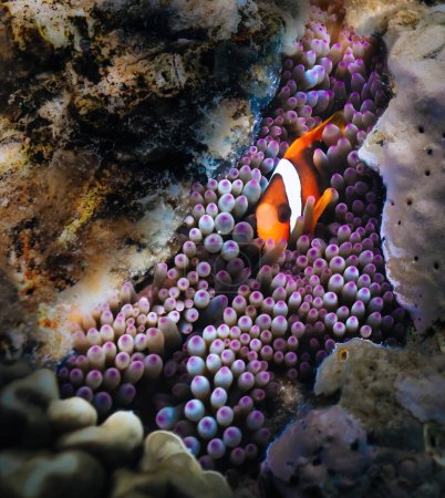 A picture of a beautiful anemone and its Clown fish.