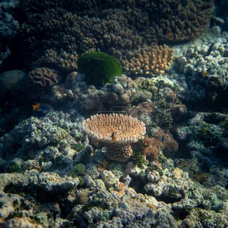Foto de Hermoso arrecife de coral tropical con cardúmenes o peces de coral rojo Anthias. Maravilloso mundo submarino con corales, peces tropicales. - Imagen libre de derechos