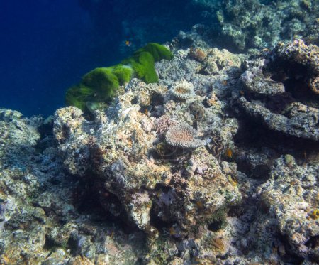 Foto de Hermoso arrecife de coral tropical con cardúmenes o peces de coral rojo Anthias. Maravilloso mundo submarino con corales, peces tropicales. - Imagen libre de derechos