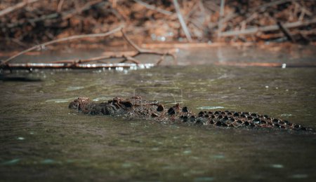 Téléchargez les photos : Crocodile émergeant de l'eau à Daintree River, Daintree Rainforest près de Cairns, Queensland, Australie. - en image libre de droit