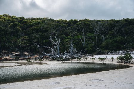 Foto de Árbol blanco de madera a la deriva en la increíble playa de Whitehaven con arena blanca en las islas Whitsunday, al norte de Queensland, Australia
. - Imagen libre de derechos