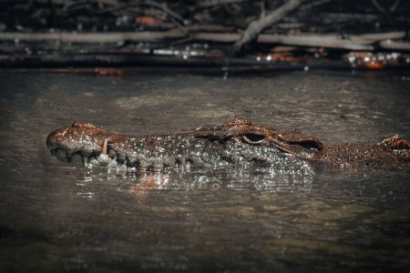 Crocodile emerging from water at Daintree River, Daintree Rainforest near Cairns, Queensland, Australia.