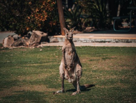 Foto de Prado canguro gris oriental, de pie, Victoria, Australia Oceanía. - Imagen libre de derechos