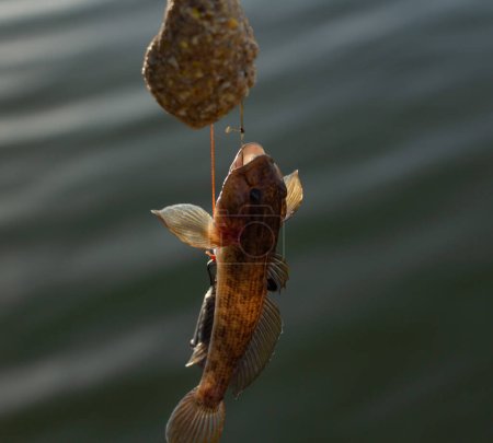 Angeln, Bullenfische an einem Angelhaken an der Angel. Hochwertiges Foto