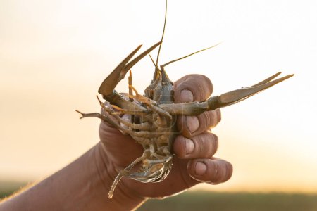 Catching crayfish while fishing, crayfish close-up. High quality photo