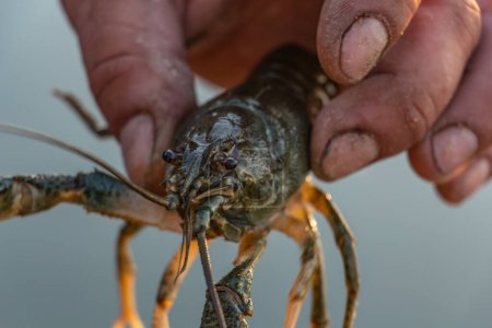 Catching crayfish while fishing, crayfish close-up. High quality photo