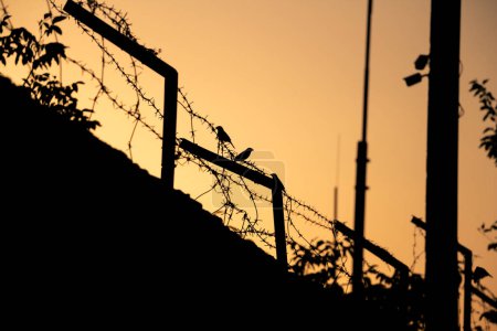 Sparrows on barbed wire, sunset, oppressive atmosphere, silhouettes of birds and fences. High quality photo