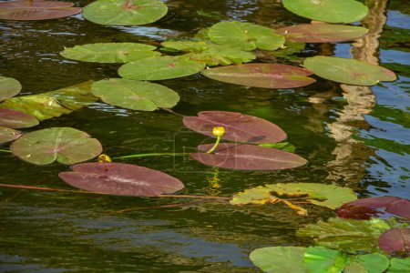 Gelbe Seerosenblüte, Schnapsflasche oder Paddelboot auf der Wasseroberfläche, Wasserpflanze. Hochwertiges Foto