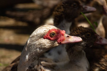 Adult muscovy duck in the barnyard, male close up, look at the camera. High quality photo