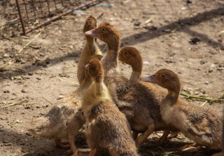 Little brown musk ducks in the barnyard, ducklings are resting. High quality photo