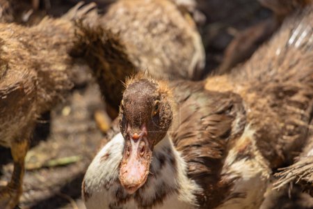 Brown muscovy ducks in the barnyard, lots of poultry, herd of ducks. High quality photo