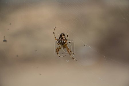 Kreuzspinne auf einem Netz, Spinne an der frischen Luft, Nahaufnahme. Hochwertiges Foto