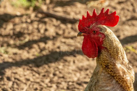 Close-up of a domestic spotted cock, poultry farm. High quality photo