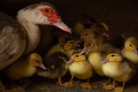 Portrait of a mother duck with little ducklings, Renaissance style, poultry farming. High quality photo