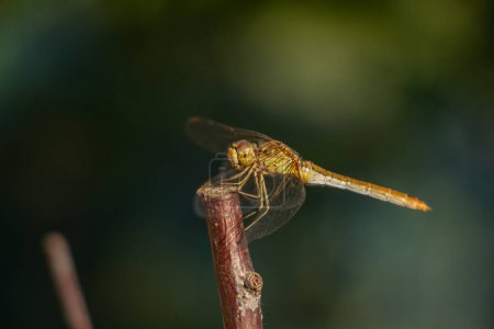 A beautiful fragile dragonfly sits on a branch in the rays of the sun, looks into the camera and smiles, close-up. High quality photo