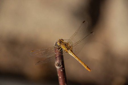 A beautiful fragile dragonfly sits on a branch in the rays of the sun, close-up. High quality photo