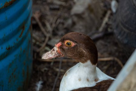 An adult brown domestic duck is looking at the camera, poultry. High quality photo