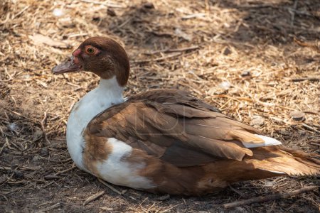a brown domestic duck rests in the farm yard, an adult mottled domestic duck is looking at the camera, poultry. High quality photo