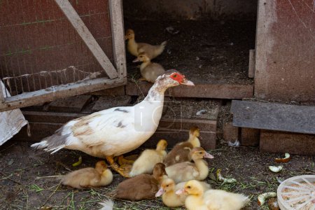 A mother duck with her children ducklings in the farmers yard, poultry farming. High quality photo