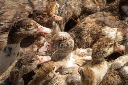 Canards musqués bruns dans la basse-cour, beaucoup de volaille, troupeau de canards. Photo de haute qualité