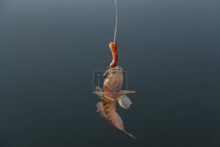 fishing, bull fish on a hook on a fishing rod. High quality photo