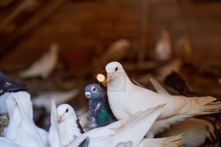 Téléchargez les photos : Elevage de pigeons de race pure dans une cour privée. Maison chaude pour les oiseaux. Hobby pour l'âme. Viande diététique. Naturecore pastorale rurale concept de vie Copier l'espace. Photo de haute qualité - en image libre de droit