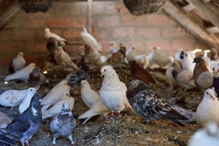 Breeding purebred pigeons at private yard. Warm house for birds. Hobby for the soul. Diet meat. Naturecore rural pastoral life concept Copy space. High quality photo