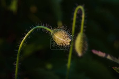 Téléchargez les photos : Un bourgeon de pavot vert poilu scrutant un endroit ensoleillé, son apparence unique ressemblant à une cellule entourée de spermatozoïdes au microscope - en image libre de droit