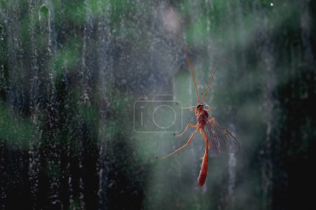 Téléchargez les photos : Un plan macro d'une guêpe Netelia perchée sur une fenêtre mouchetée de saleté, mettant en évidence les détails complexes de l'insecte - en image libre de droit
