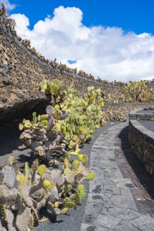 Many cactus plants along the protective wall in the cactus garden Jardin de Cactus in Guatiza, Lanzarote, Canary Islands, Spain
