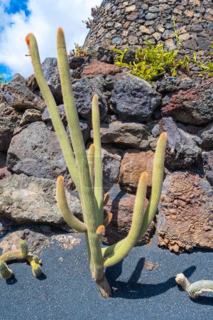Close-up of a large cactus plant with yellow-green thick arms in the cactus garden Jardin de Cactus in Guatiza, Lanzarote, Canary Islands, Spain