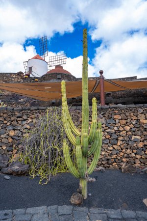Picture of a very large and long cactus in front of a bright blue sky in the cactus garden Jardin de Cactus in Guatiza, Lanzarote, Canary Islands, Spain