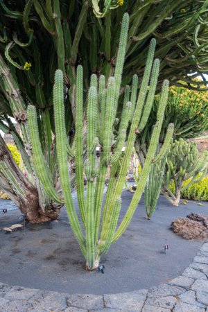 Gran cactus cultivado como un arbusto solo con brazos de cactus en el jardín de cactus Jardín de Cactus en Guatiza, Lanzarote, Islas Canarias, España